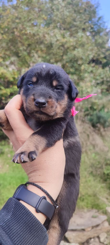 Des Gardiens De Talbes - Chiot disponible  - Berger de Beauce