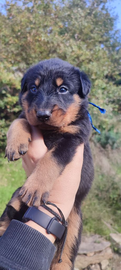 Des Gardiens De Talbes - Chiot disponible  - Berger de Beauce