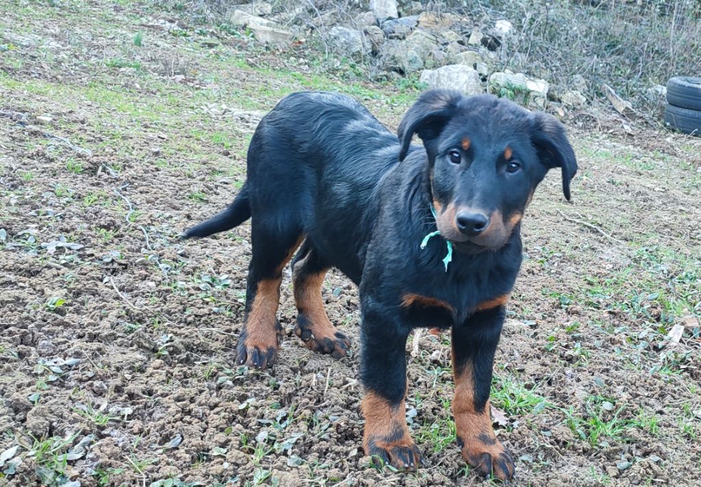 Des Gardiens De Talbes - Chiot disponible  - Berger de Beauce