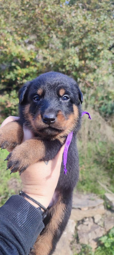 Des Gardiens De Talbes - Chiot disponible  - Berger de Beauce