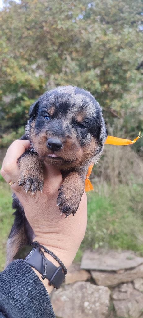 Des Gardiens De Talbes - Chiot disponible  - Berger de Beauce