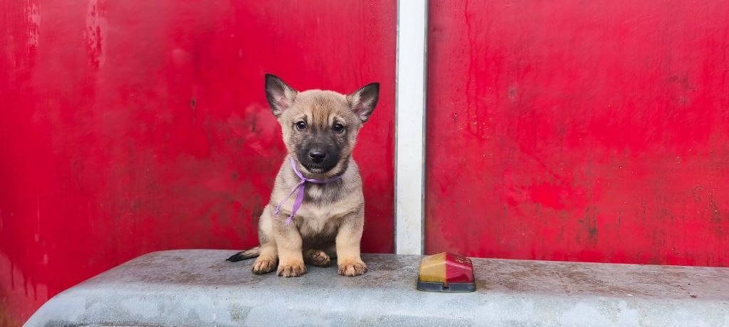 Des Gardiens De Talbes - Chiot disponible  - Spitz des Visigoths