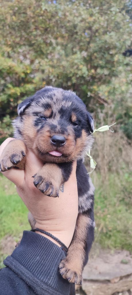 Des Gardiens De Talbes - Chiot disponible  - Berger de Beauce