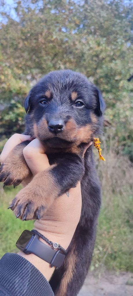 Des Gardiens De Talbes - Chiot disponible  - Berger de Beauce