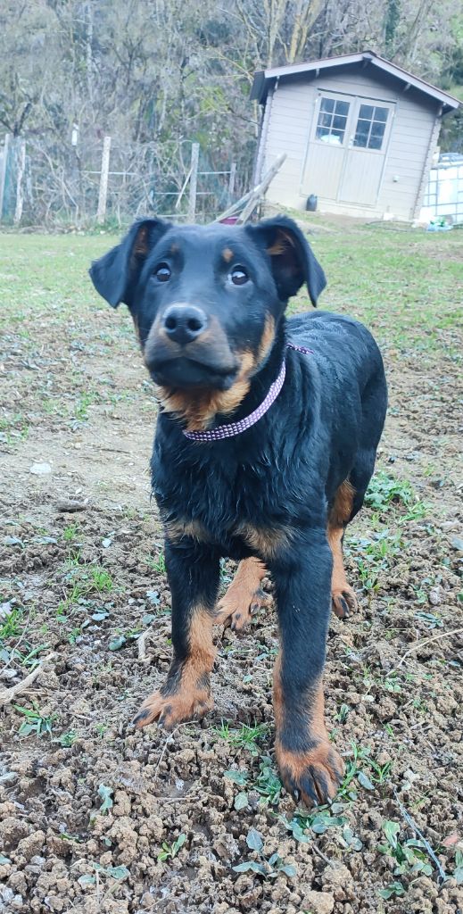 Des Gardiens De Talbes - Chiot disponible  - Berger de Beauce