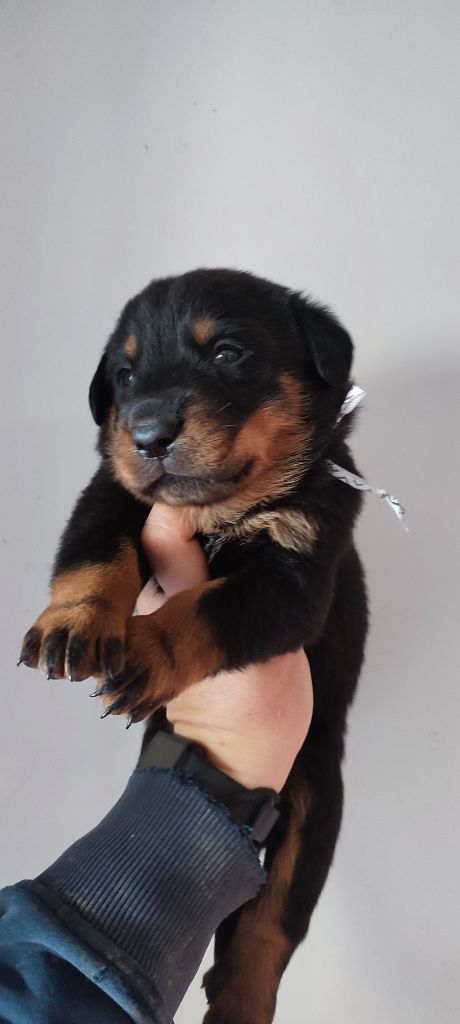 Des Gardiens De Talbes - Chiot disponible  - Berger de Beauce