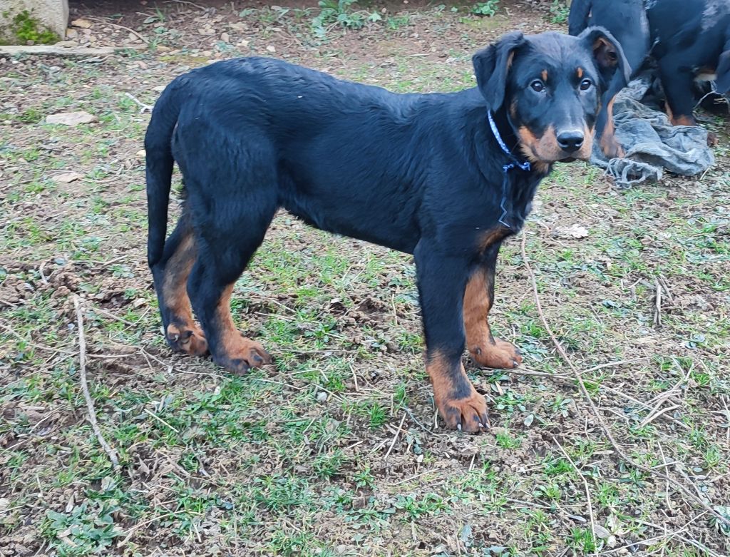 Des Gardiens De Talbes - Chiot disponible  - Berger de Beauce