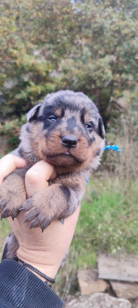 Des Gardiens De Talbes - Chiot disponible  - Berger de Beauce