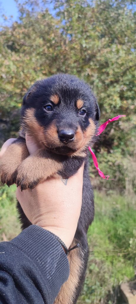 Des Gardiens De Talbes - Chiot disponible  - Berger de Beauce