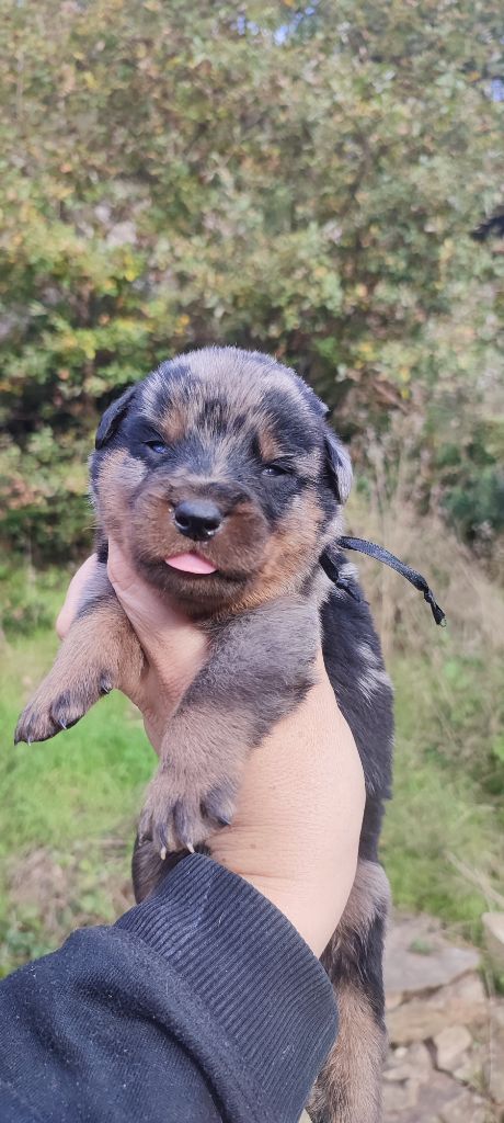 Des Gardiens De Talbes - Chiot disponible  - Berger de Beauce