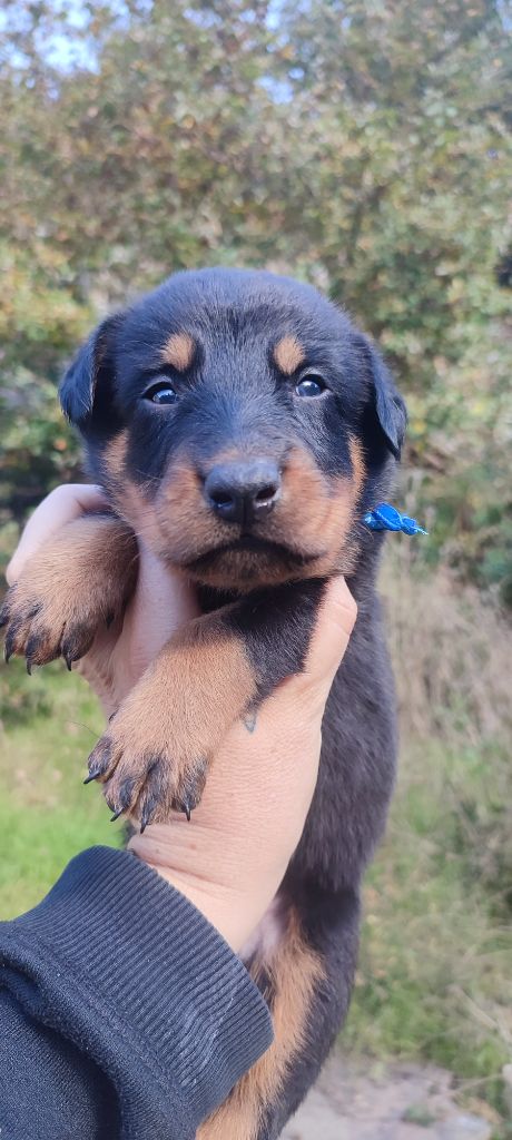 Des Gardiens De Talbes - Chiot disponible  - Berger de Beauce