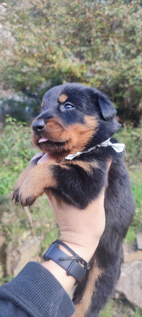 Des Gardiens De Talbes - Chiot disponible  - Berger de Beauce