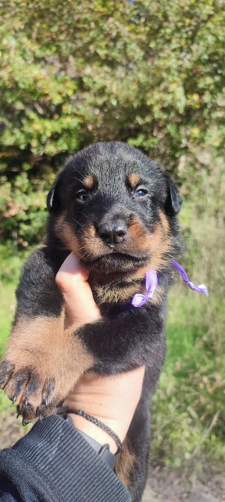 Des Gardiens De Talbes - Chiot disponible  - Berger de Beauce