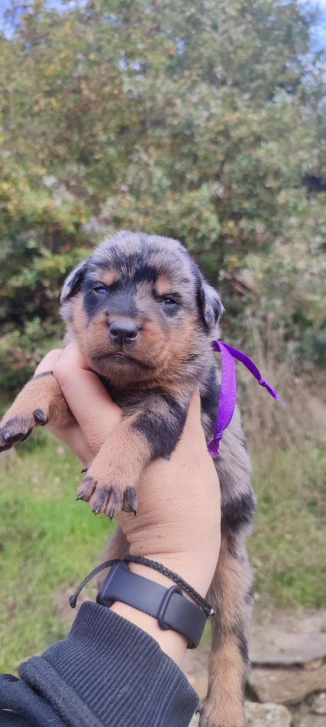 Des Gardiens De Talbes - Chiot disponible  - Berger de Beauce