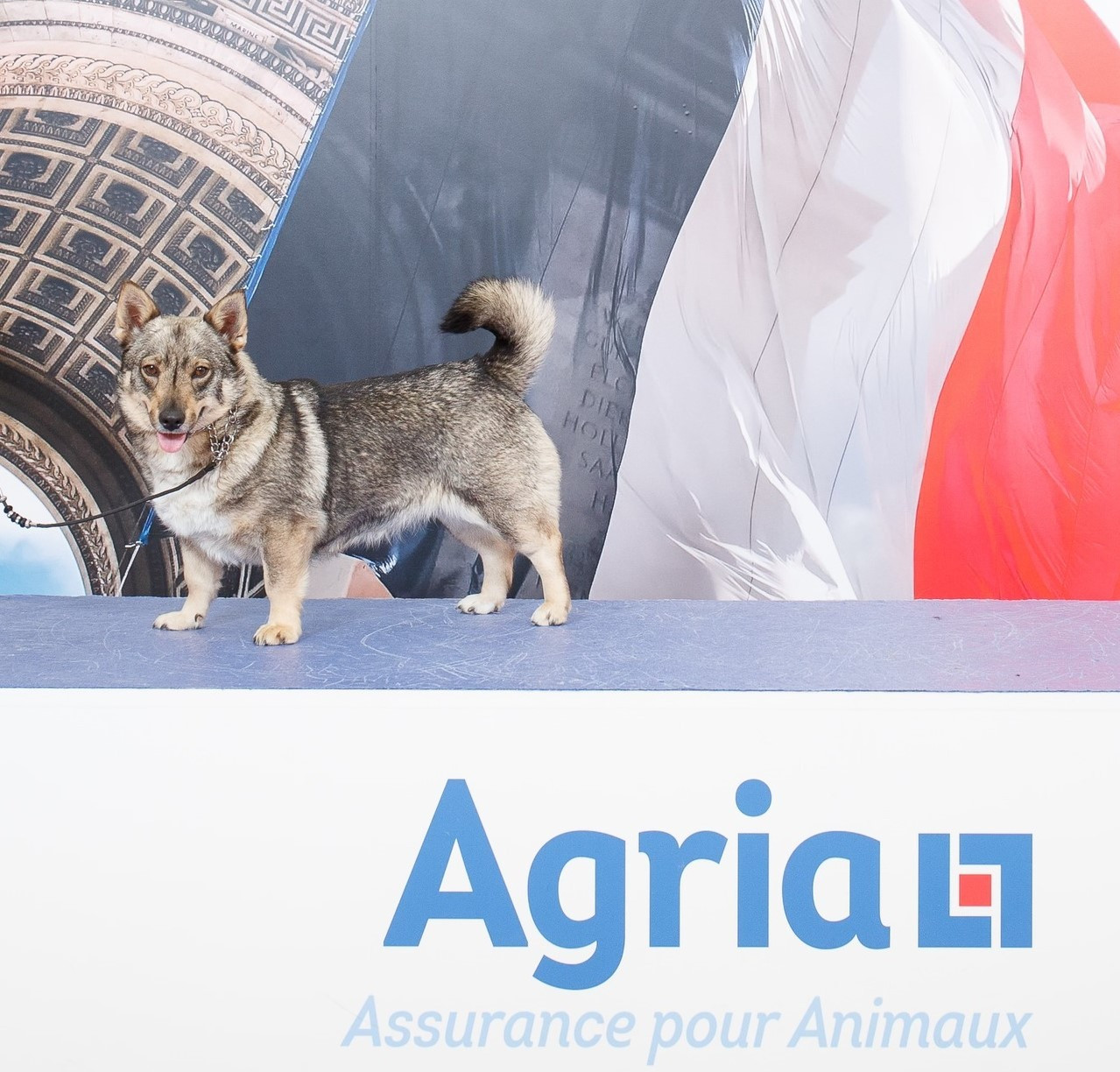 CH. Skadi jotunheim Des Gardiens De Talbes