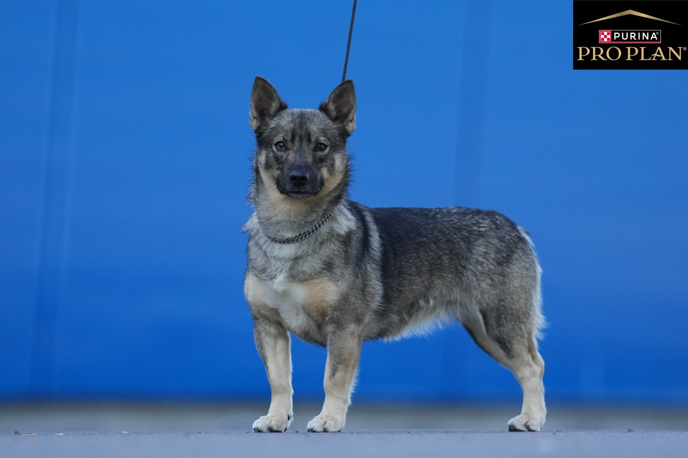 CH. Snotra fensalir de la tourbière des dauges