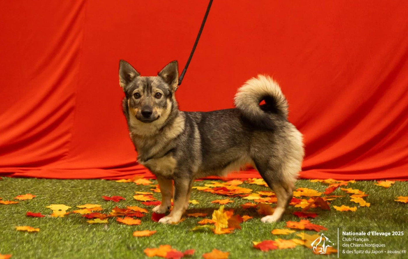 Vanaheim Freya Des Gardiens De Talbes