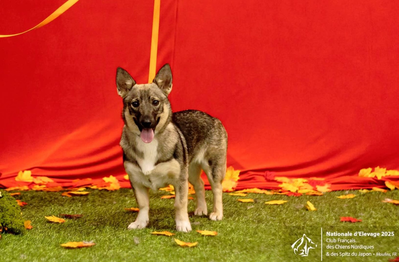 Ases Frigg Des Gardiens De Talbes