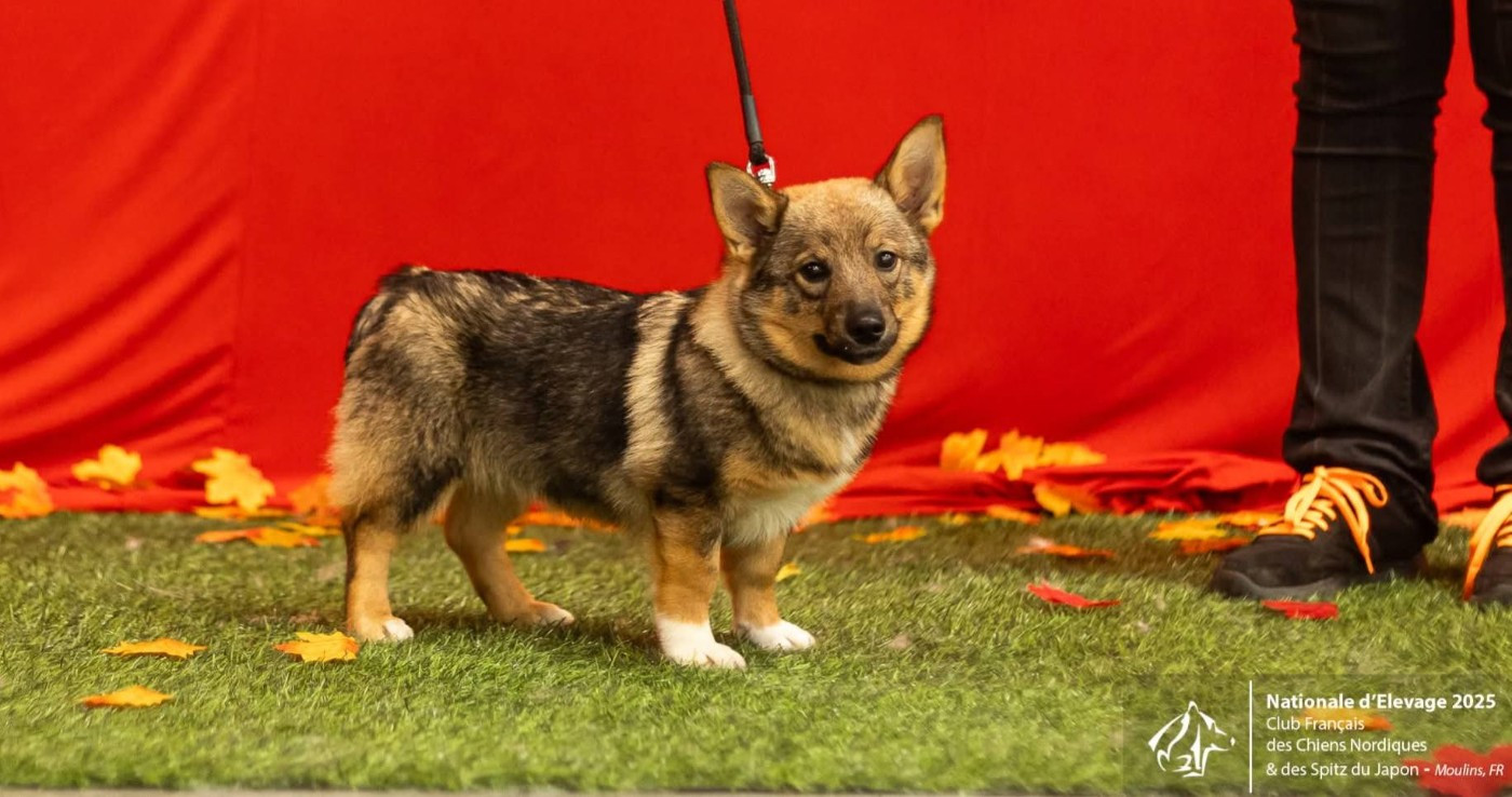 Asgard Odin de la tourbière des dauges