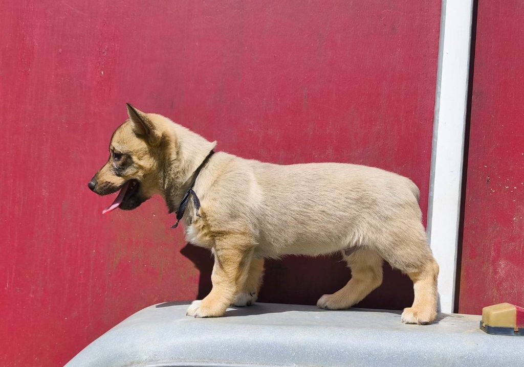 Des Gardiens De Talbes - Chiots disponibles - Spitz des Visigoths