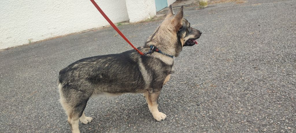 Des Gardiens De Talbes - Chiots disponibles - Spitz des Visigoths