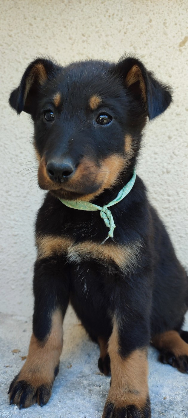 Des Gardiens De Talbes - Chiots disponibles - Berger de Beauce