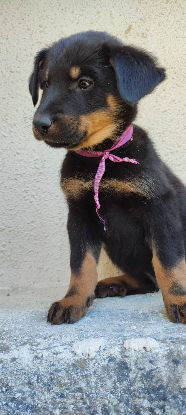 Des Gardiens De Talbes - Chiots disponibles - Berger de Beauce