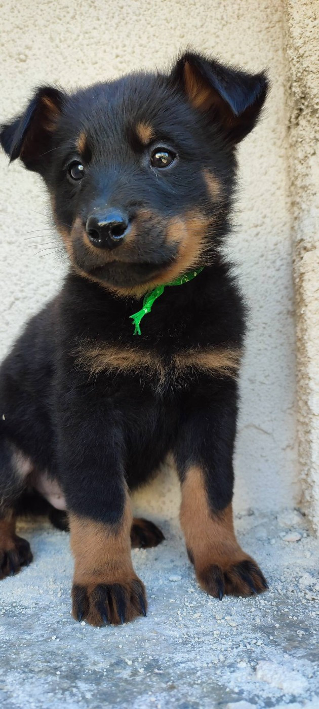 Des Gardiens De Talbes - Chiots disponibles - Berger de Beauce