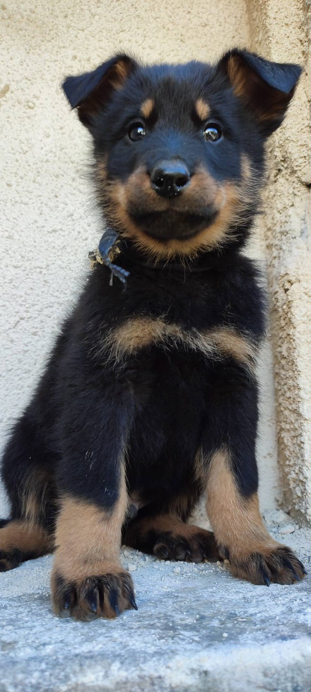 Des Gardiens De Talbes - Chiots disponibles - Berger de Beauce