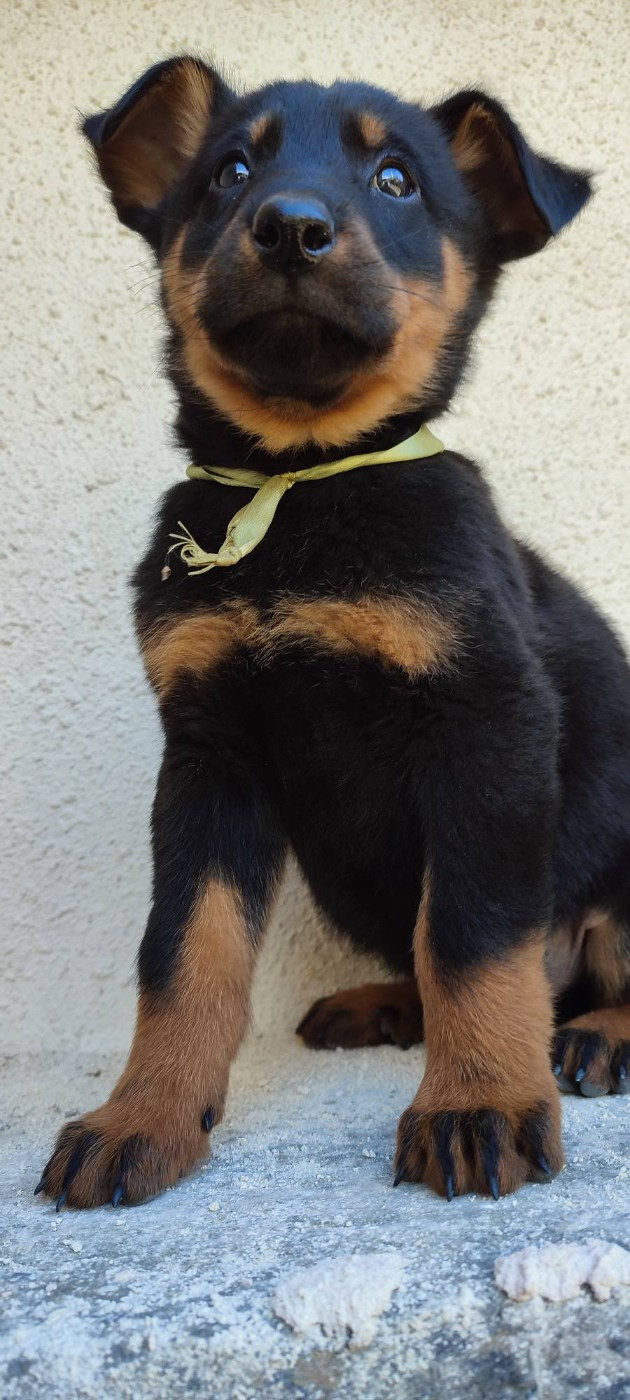 Des Gardiens De Talbes - Chiots disponibles - Berger de Beauce