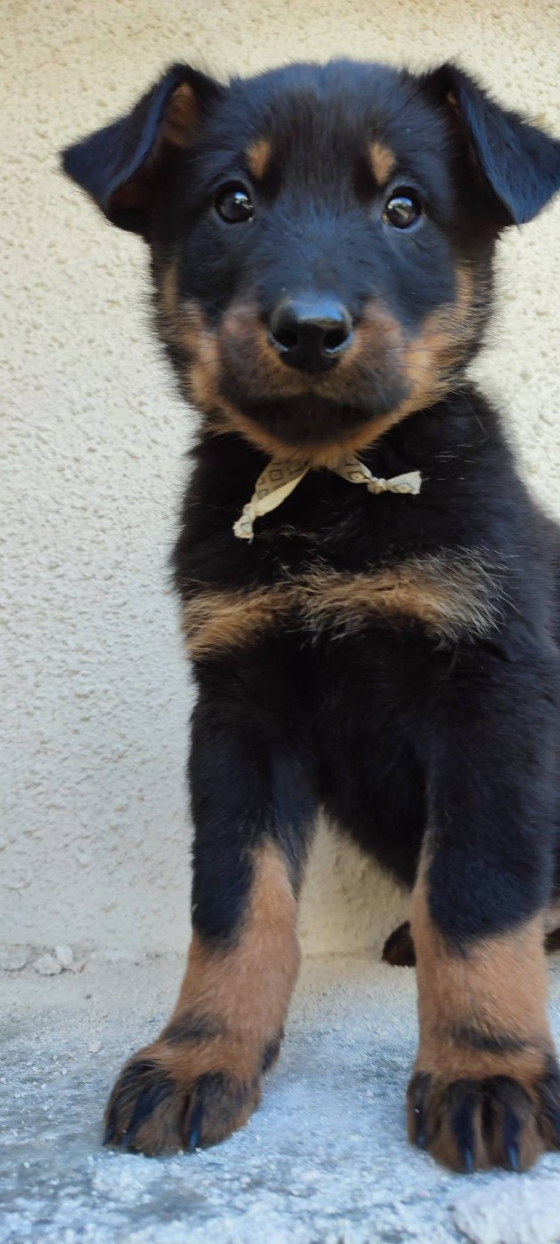 Des Gardiens De Talbes - Chiots disponibles - Berger de Beauce