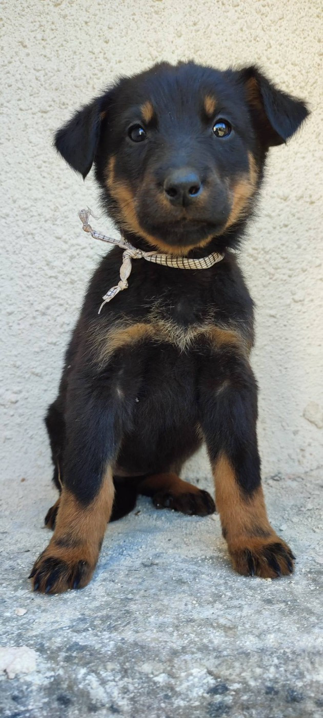 Des Gardiens De Talbes - Chiots disponibles - Berger de Beauce