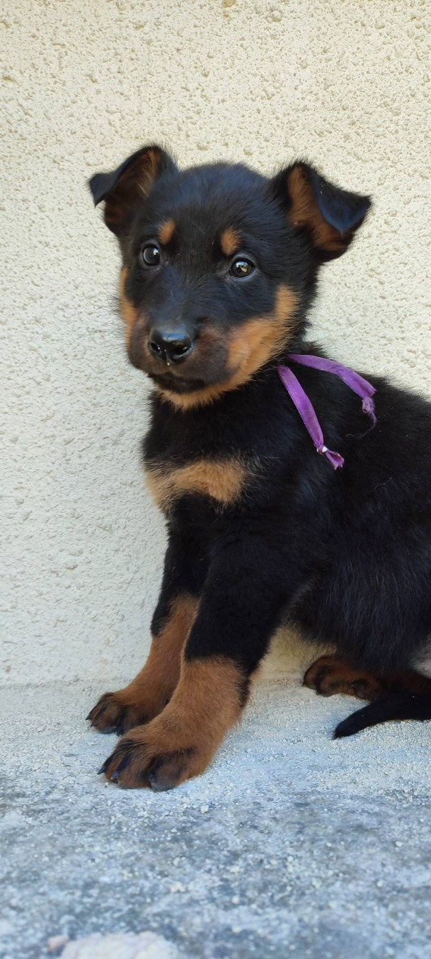 Des Gardiens De Talbes - Chiots disponibles - Berger de Beauce