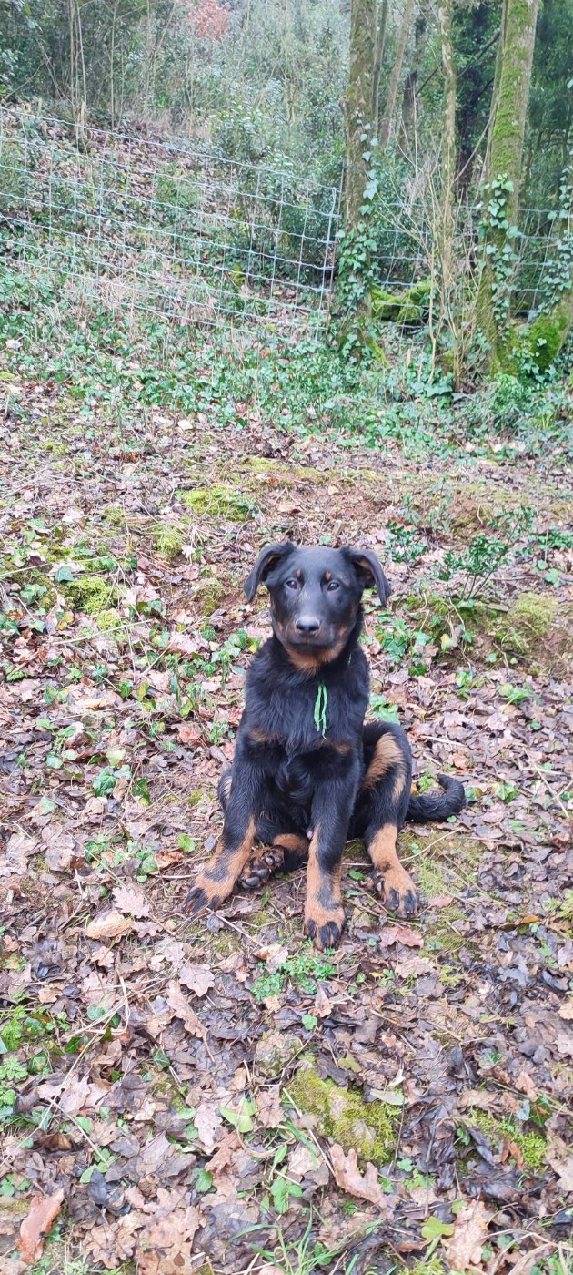 Des Gardiens De Talbes - Chiots disponibles - Berger de Beauce