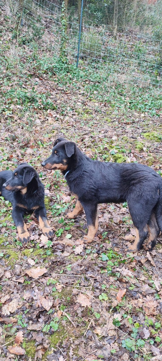Des Gardiens De Talbes - Chiots disponibles - Berger de Beauce