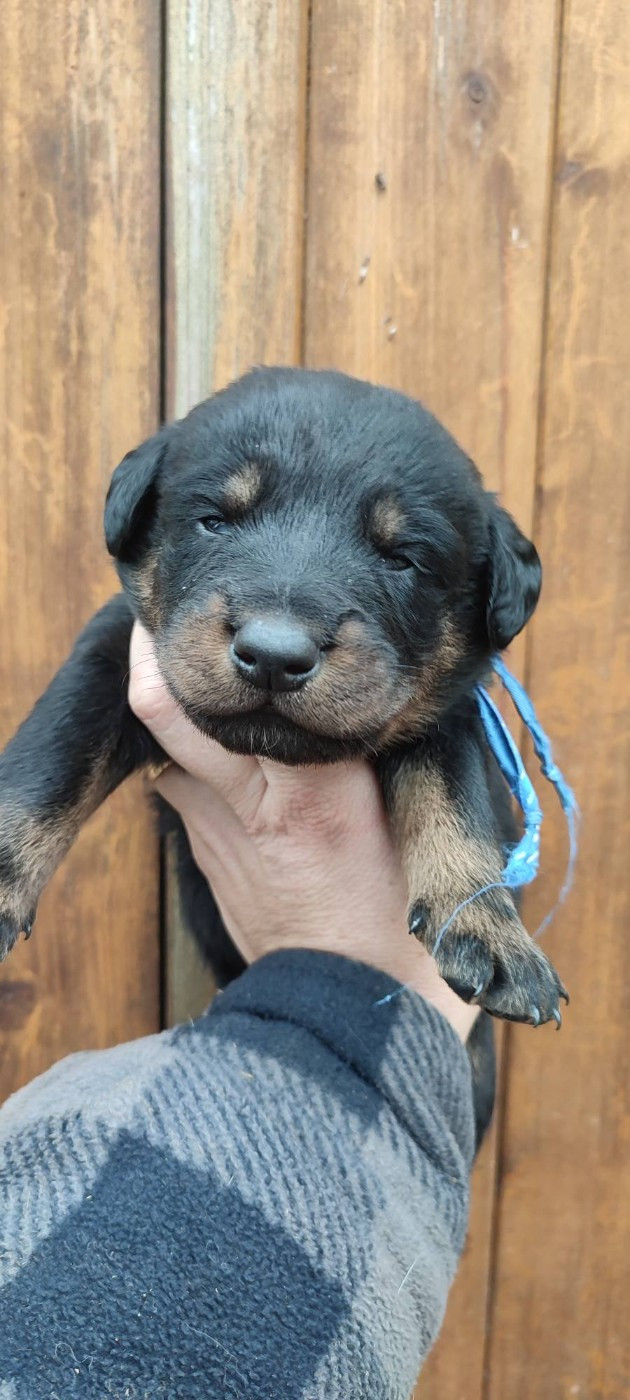 Des Gardiens De Talbes - Chiots disponibles - Berger de Beauce