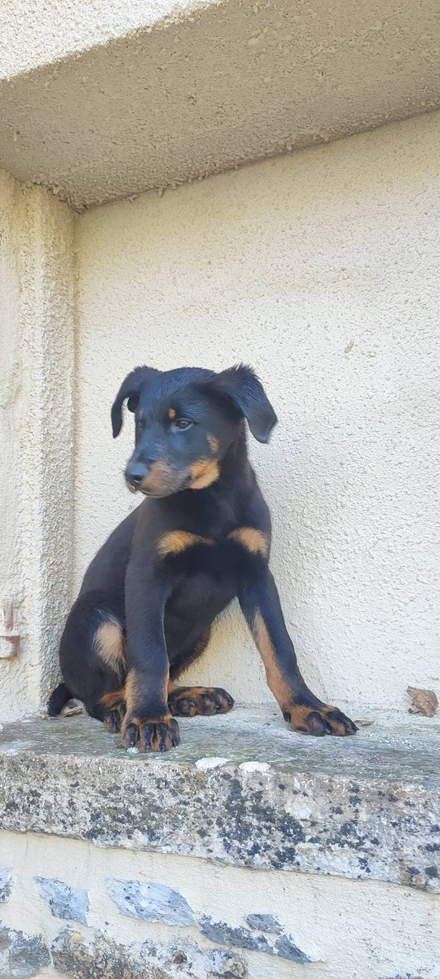 Des Gardiens De Talbes - Chiots disponibles - Berger de Beauce