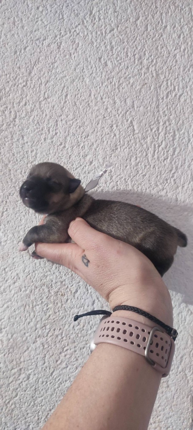 Des Gardiens De Talbes - Chiots disponibles - Spitz des Visigoths