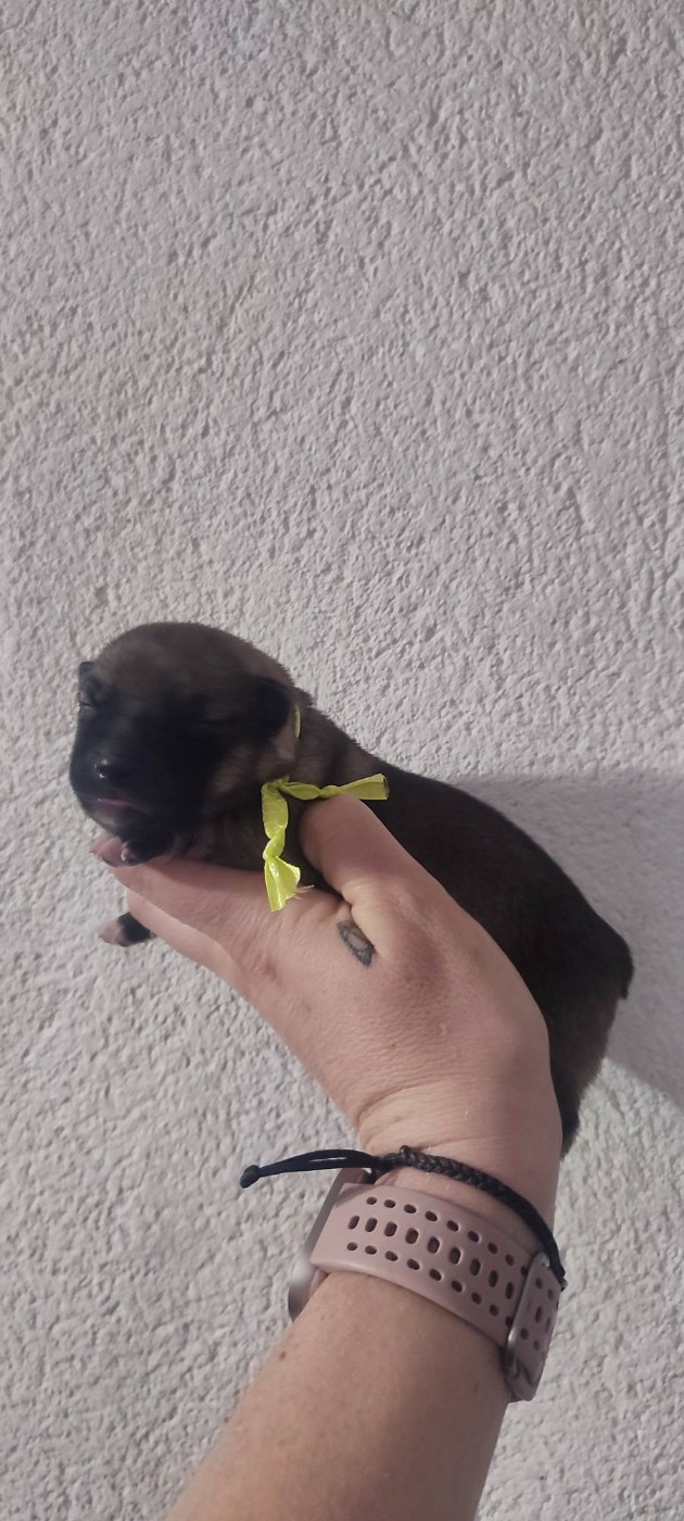 Des Gardiens De Talbes - Chiots disponibles - Spitz des Visigoths