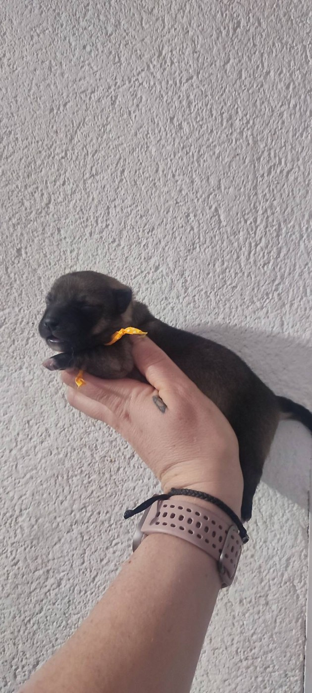 Des Gardiens De Talbes - Chiots disponibles - Spitz des Visigoths