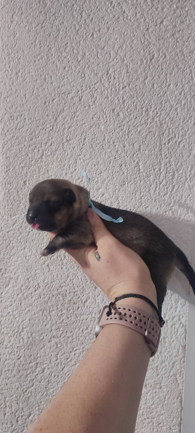 Des Gardiens De Talbes - Chiots disponibles - Spitz des Visigoths