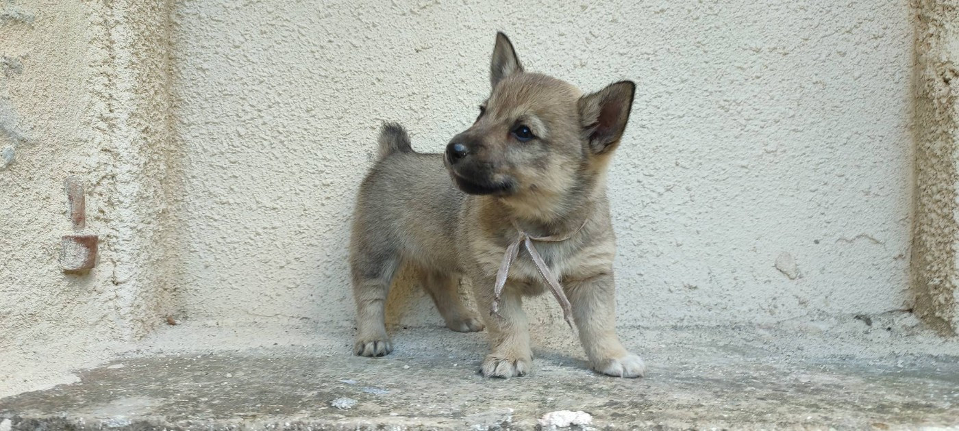 Des Gardiens De Talbes - Chiots disponibles - Spitz des Visigoths