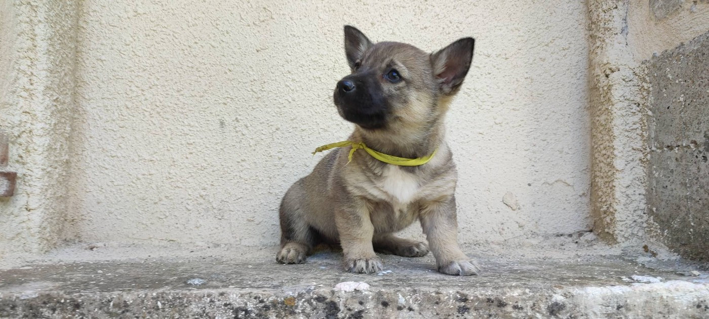 Des Gardiens De Talbes - Chiots disponibles - Spitz des Visigoths