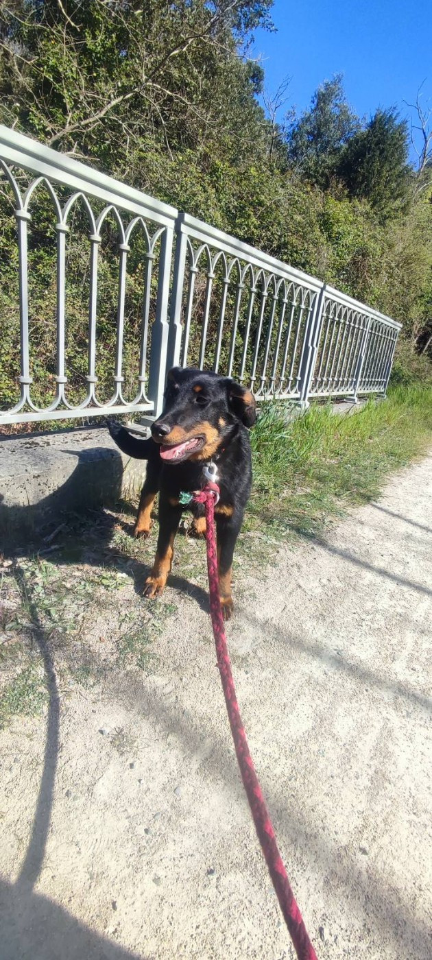 Des Gardiens De Talbes - Chiots disponibles - Berger de Beauce