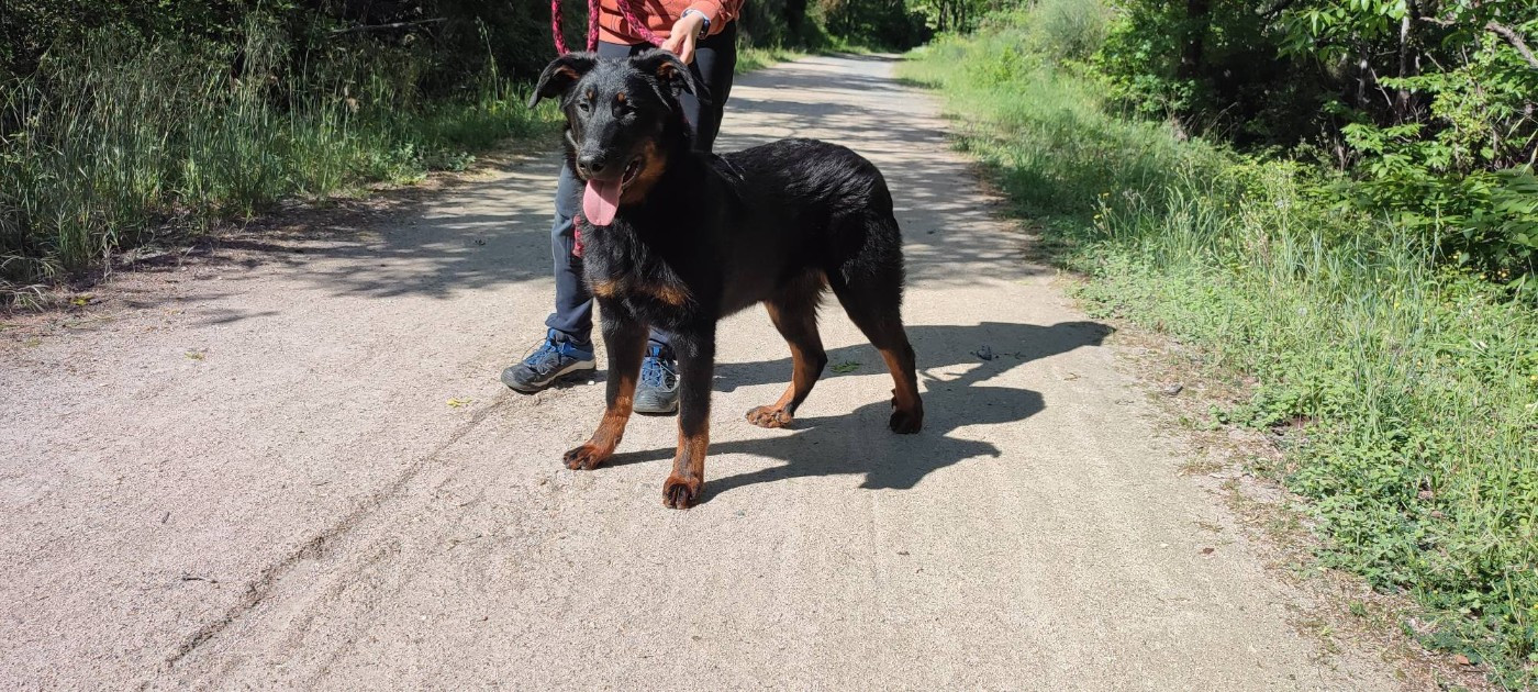 Des Gardiens De Talbes - Chiots disponibles - Berger de Beauce