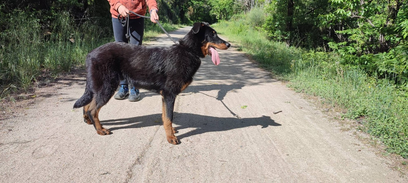 Des Gardiens De Talbes - Chiots disponibles - Berger de Beauce