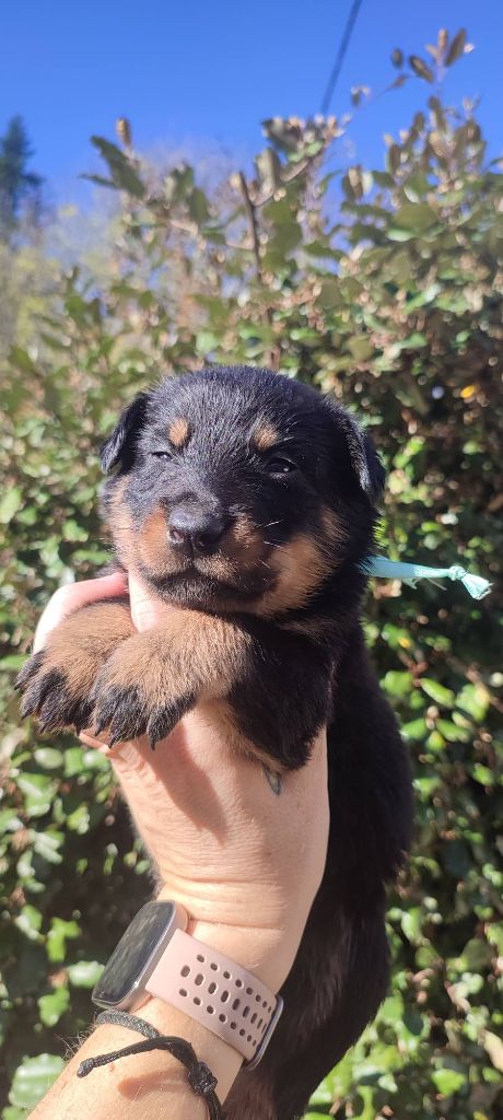 Des Gardiens De Talbes - Berger de Beauce - Portée née le 08/10/2025