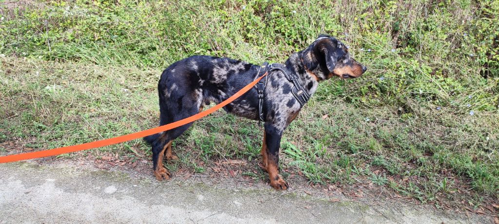 Des Gardiens De Talbes - Chiots disponibles - Berger de Beauce