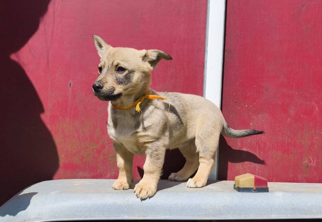 Des Gardiens De Talbes - Chiots disponibles - Spitz des Visigoths