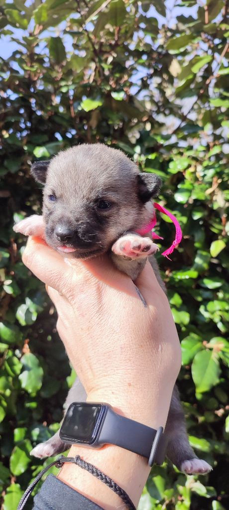 Des Gardiens De Talbes - Chiots disponibles - Spitz des Visigoths